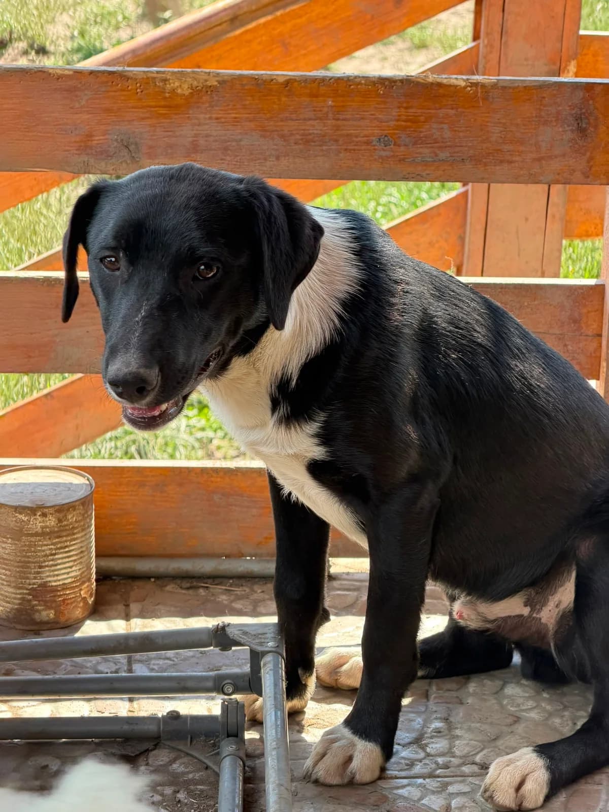 Maui,  puppy Mixed Breed for adoption at Hope for Future e.V.