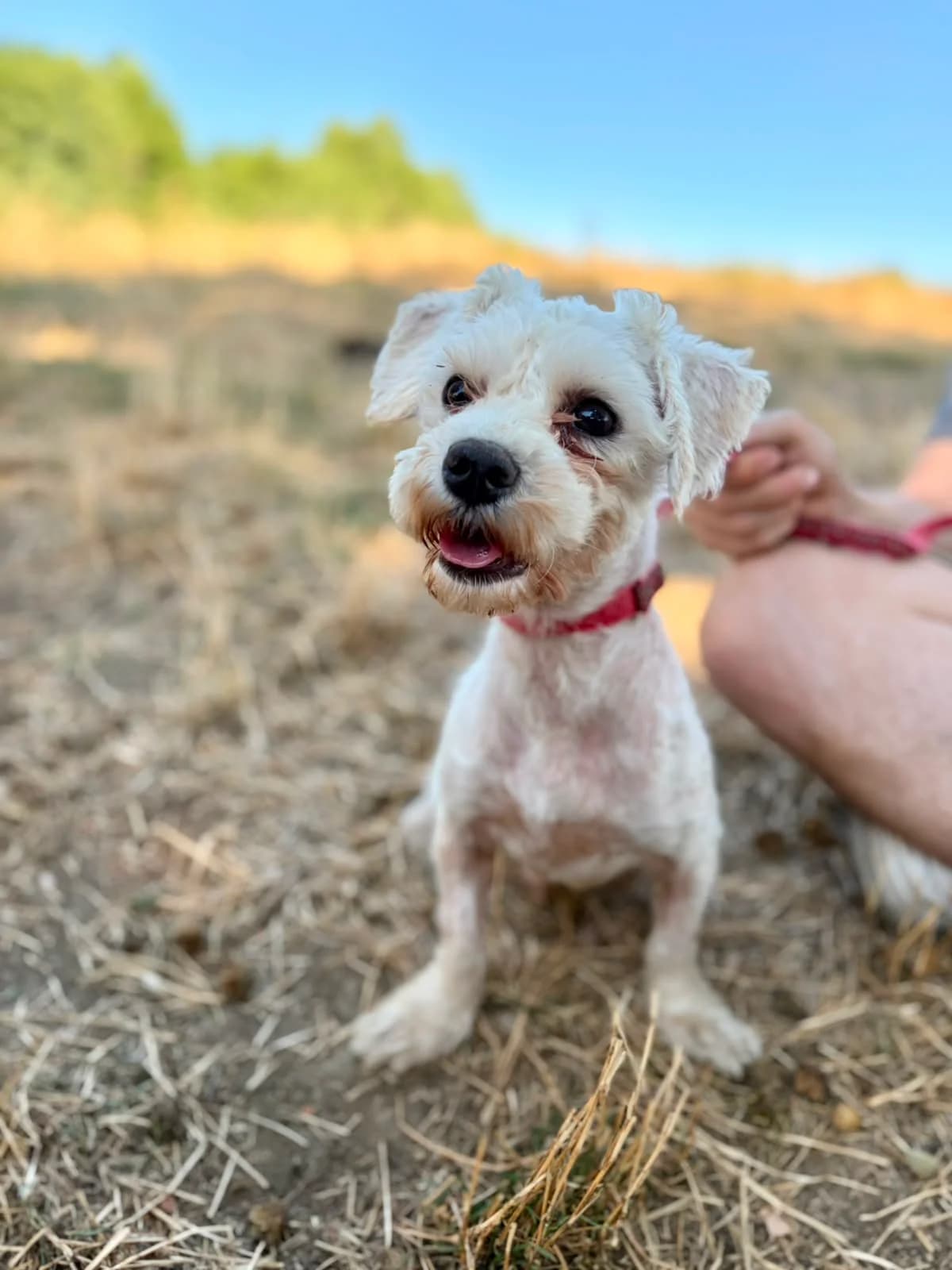Melvin, male 3yo Mixed Breed for adoption at Hope for Future e.V.