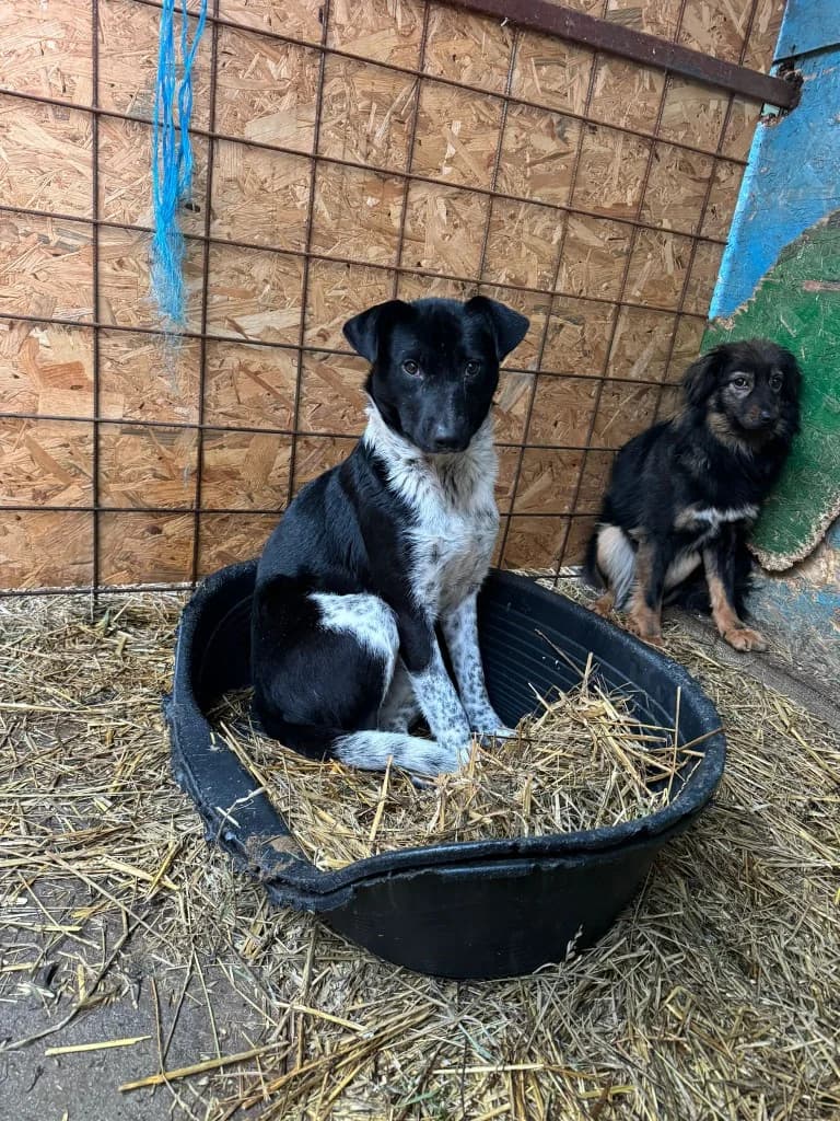 Milena, female 3yo Mixed Breed for adoption at Hope for Future e.V.