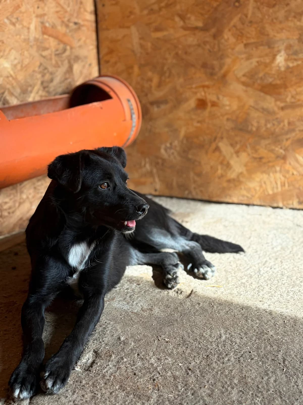 Minnie, female young Mixed Breed for adoption at Hope for Future e.V.