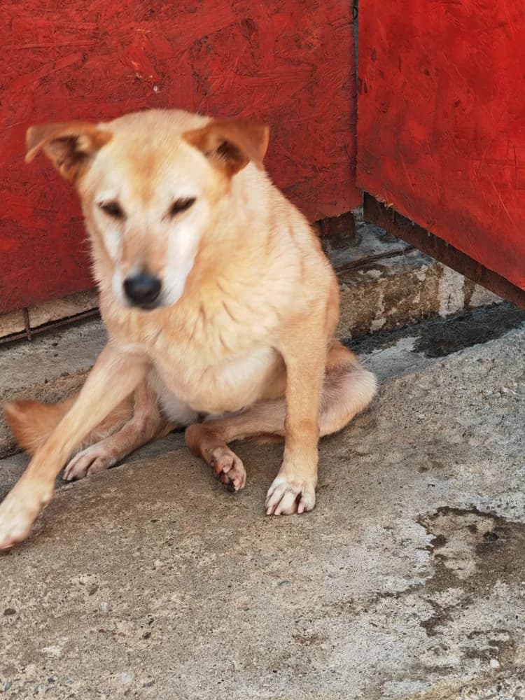 Mira, female senior Mixed Breed for adoption at Hope for Future e.V.
