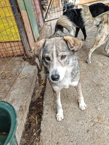 Mirella, female 7yo Mixed Breed for adoption at Hope for Future e.V.