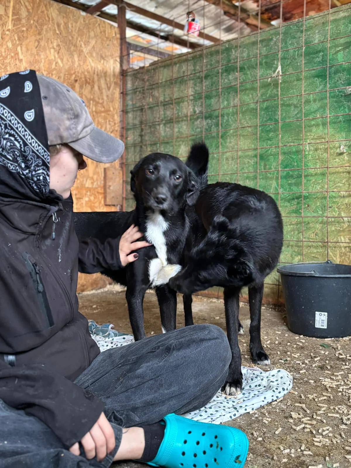Miro,  young Mixed Breed for adoption at Hope for Future e.V.