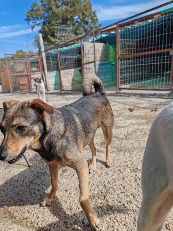 Misses, female 3yo Mixed Breed for adoption at Hope for Future e.V.