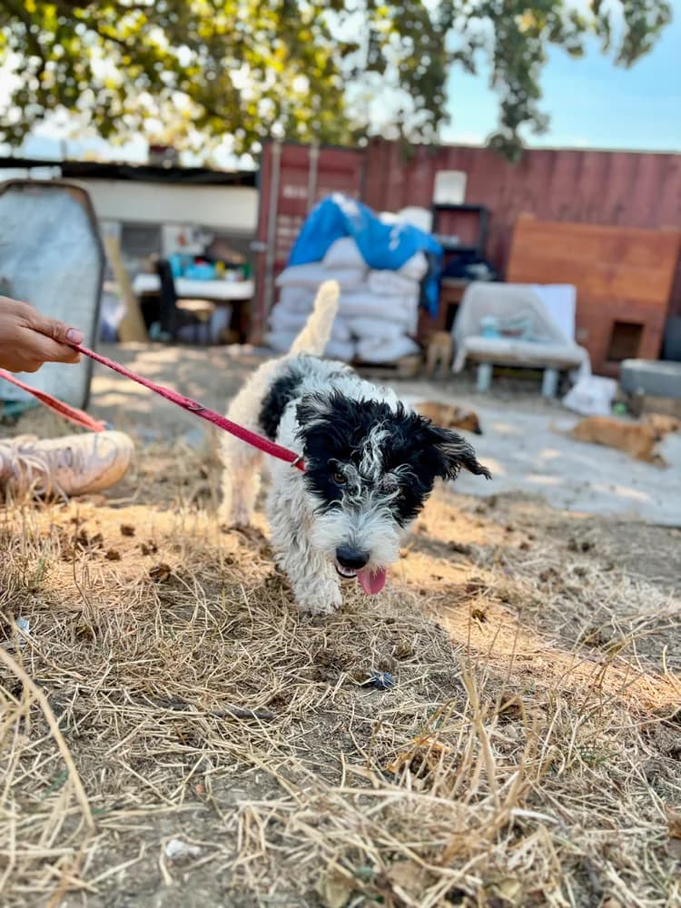 Moana, female 3yo Mixed Breed for adoption at Hope for Future e.V.