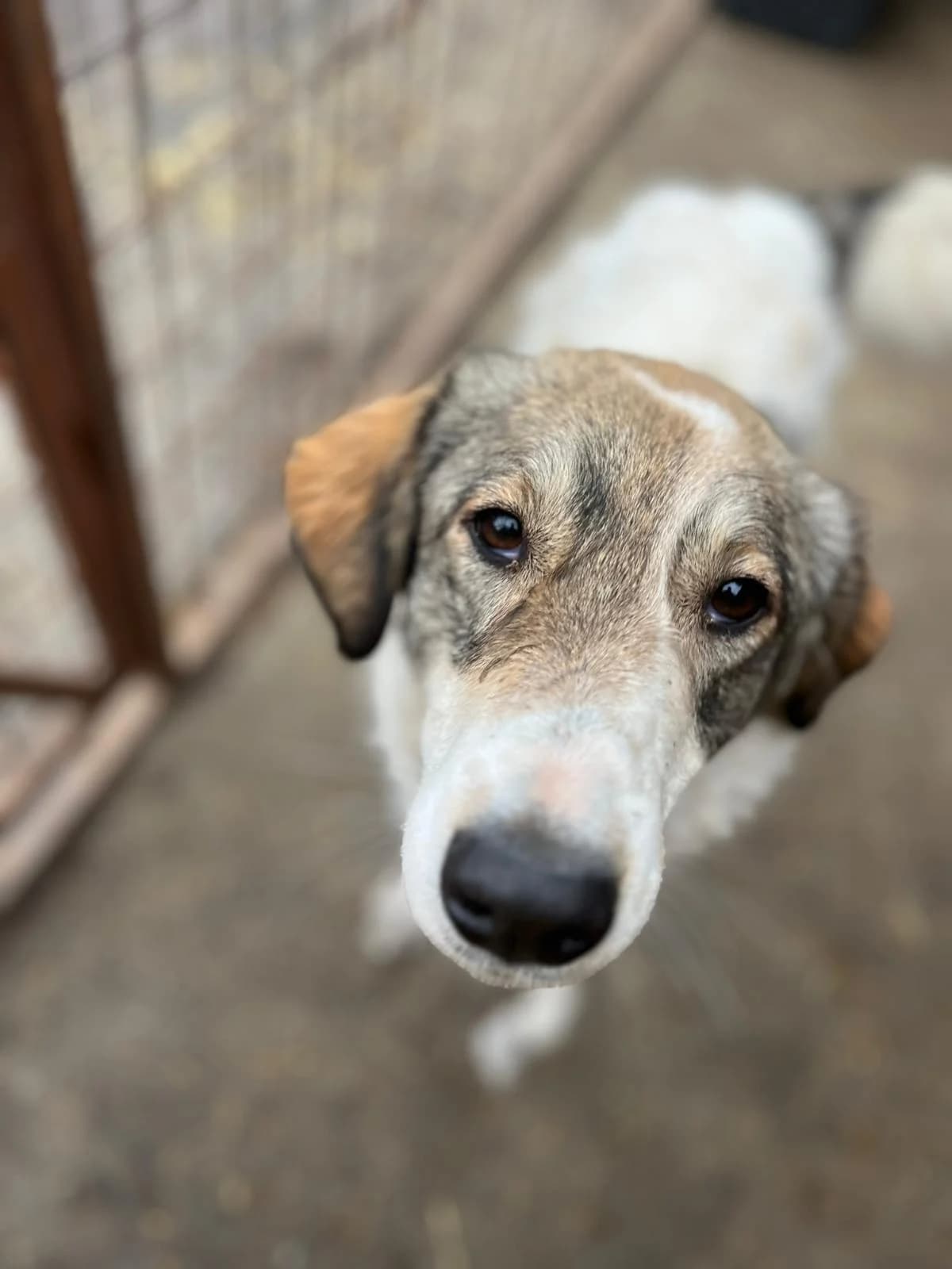 Molly, female young Mixed Breed for adoption at Hope for Future e.V.