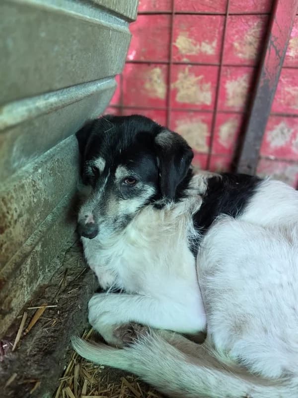 Morain, female young Mixed Breed for adoption at Hope for Future e.V.