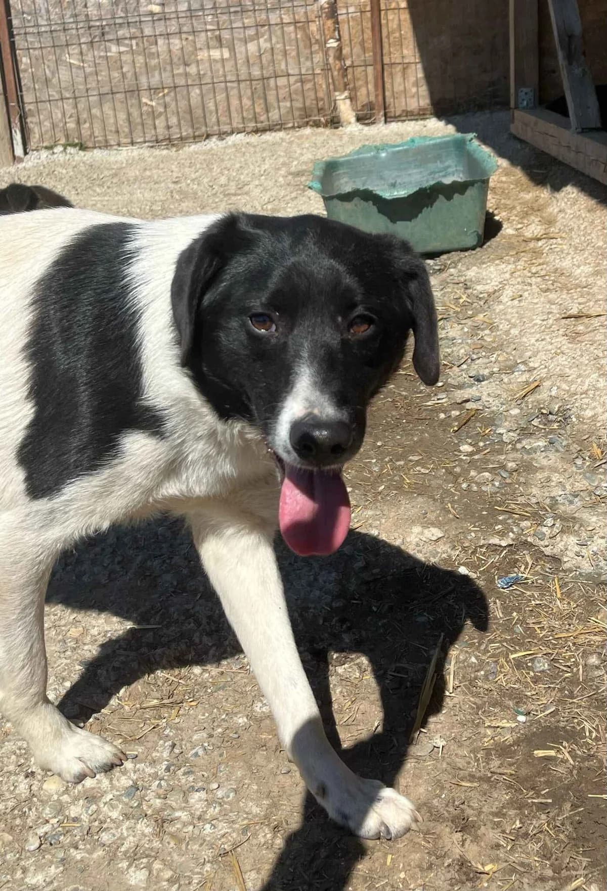 Moranny,  young Mixed Breed for adoption at Hope for Future e.V.