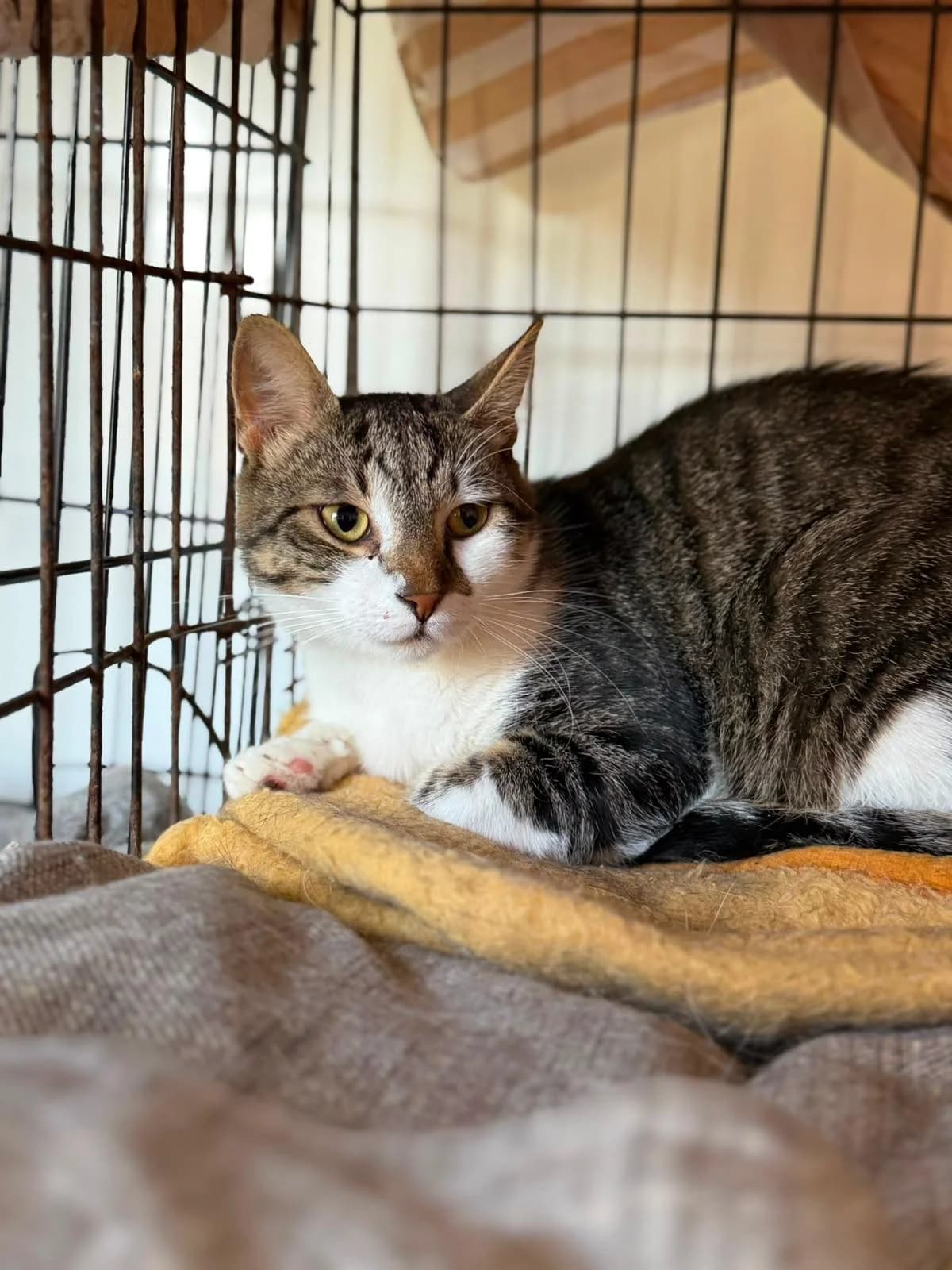 Murphy, male 3yo Mixed Breed for adoption at Hope for Future e.V.