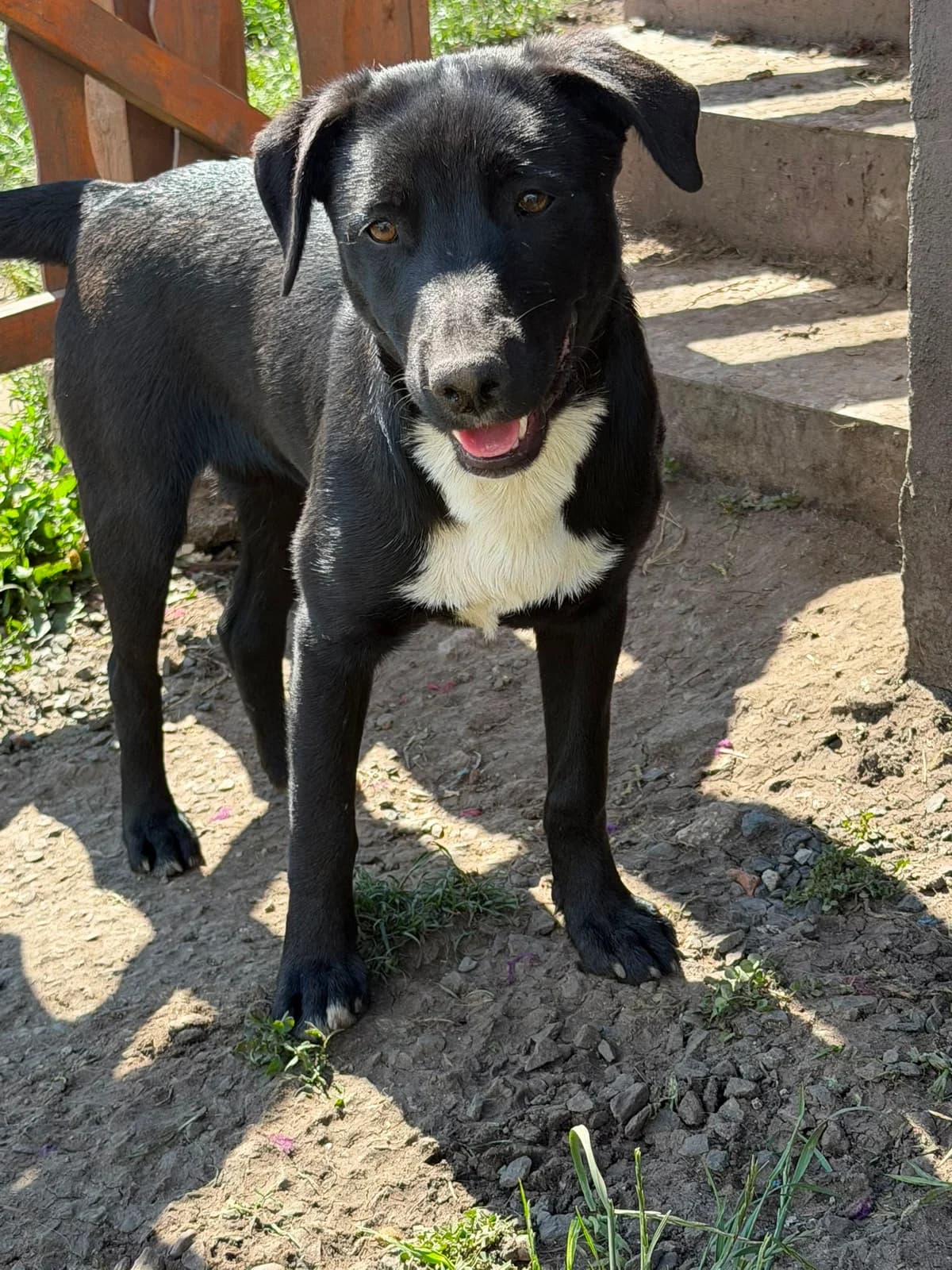 Naxos,  puppy Mixed Breed for adoption at Hope for Future e.V.