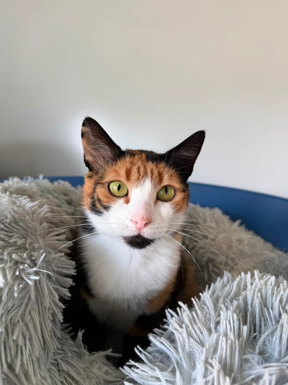 Nefertari, female 4yo Mixed Breed for adoption at Hope for Future e.V.