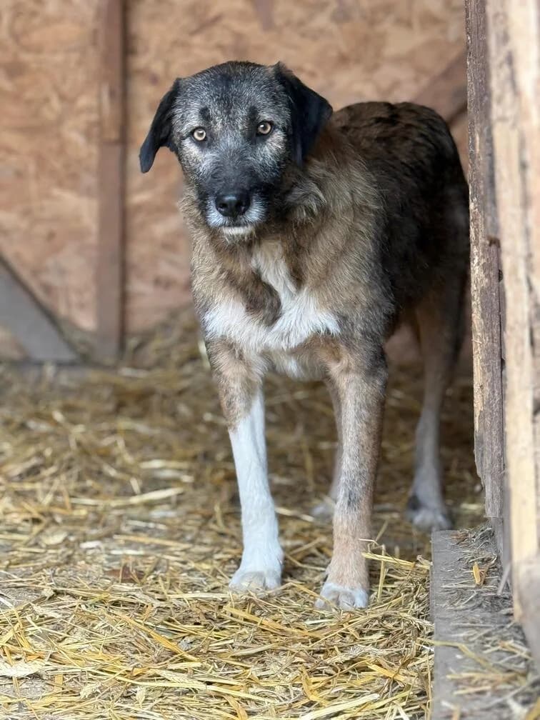 Nelson, male young Mixed Breed for adoption at Hope for Future e.V.