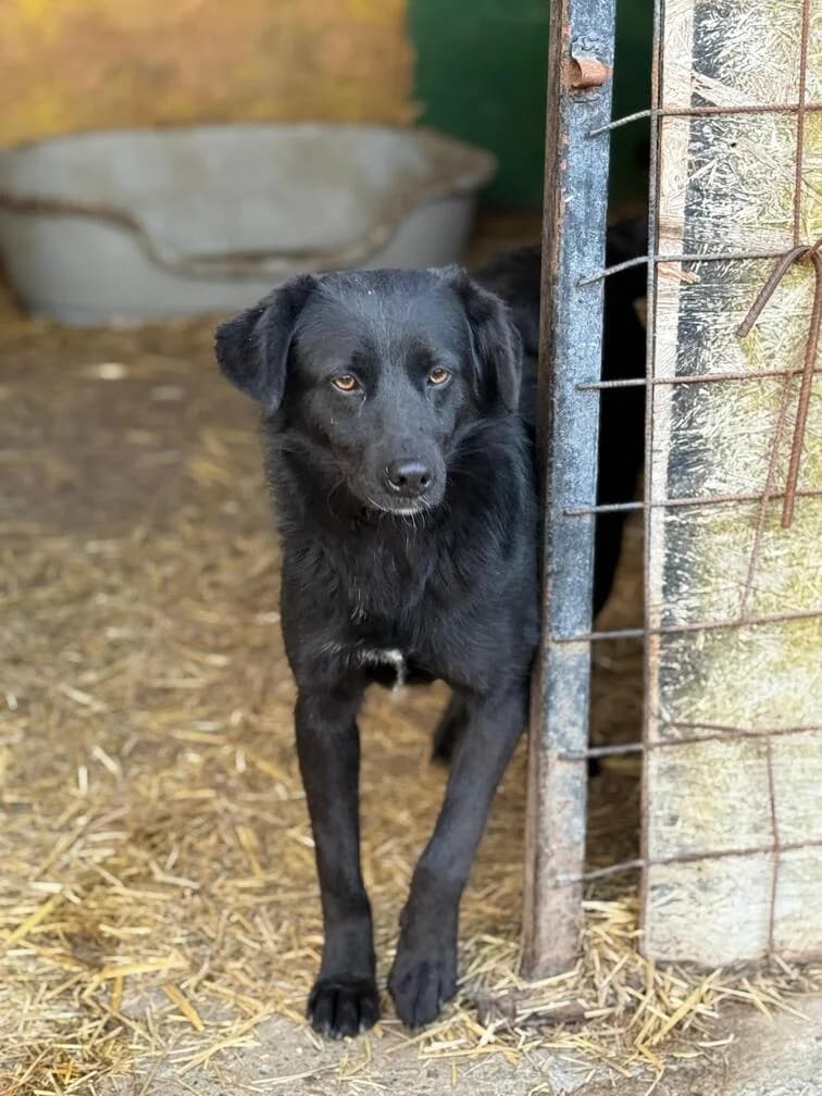 Nori, female 3yo Mixed Breed for adoption at Hope for Future e.V.