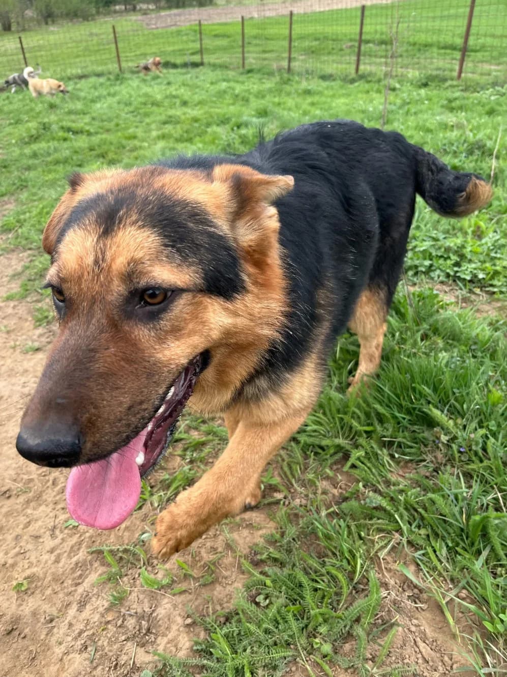 Nox,  young Mixed Breed for adoption at Hope for Future e.V.