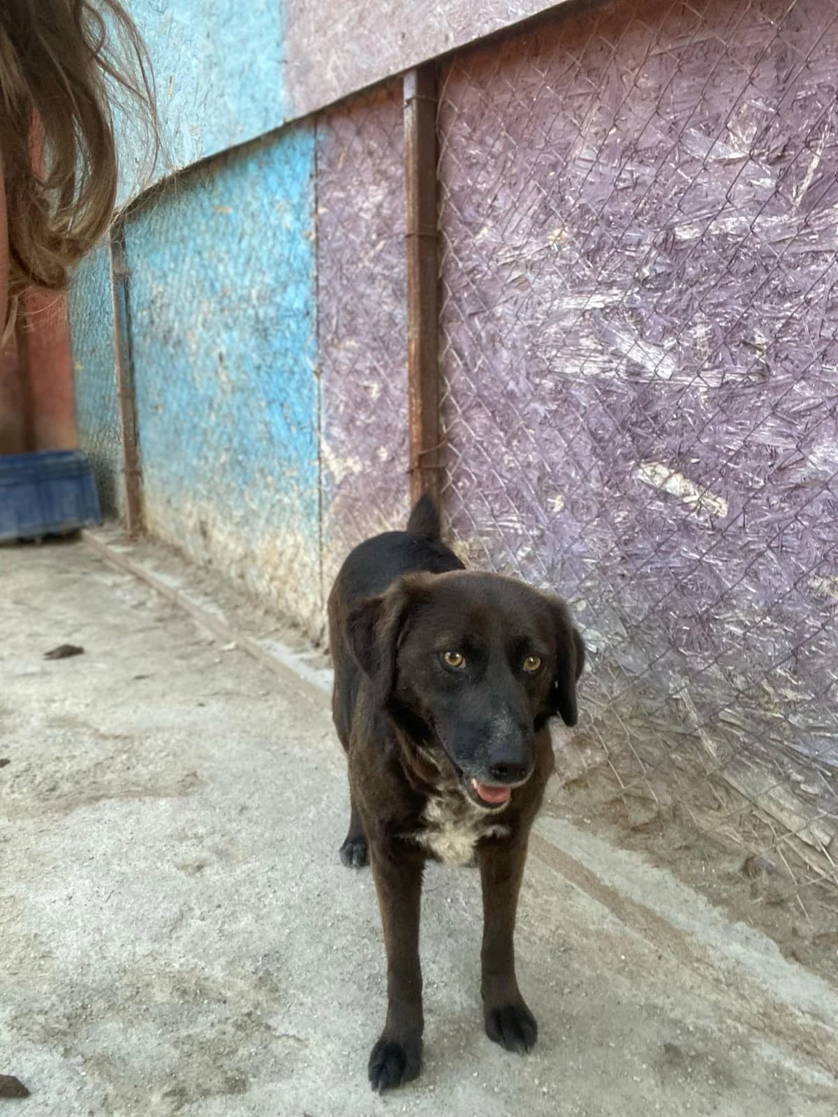 Nozi,  6yo Mixed Breed for adoption at Hope for Future e.V.