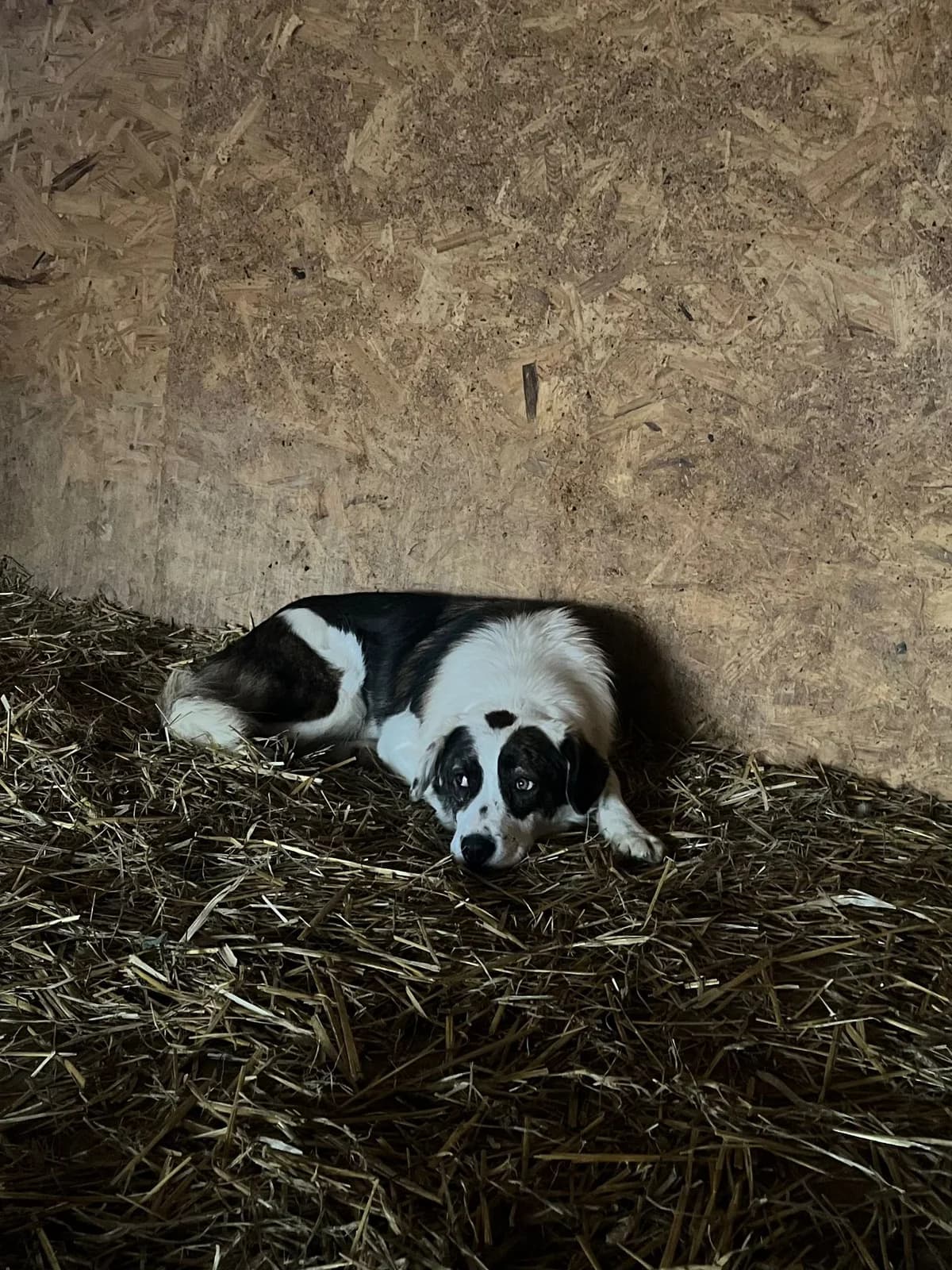 Ona,  3yo Mixed Breed for adoption at Hope for Future e.V.