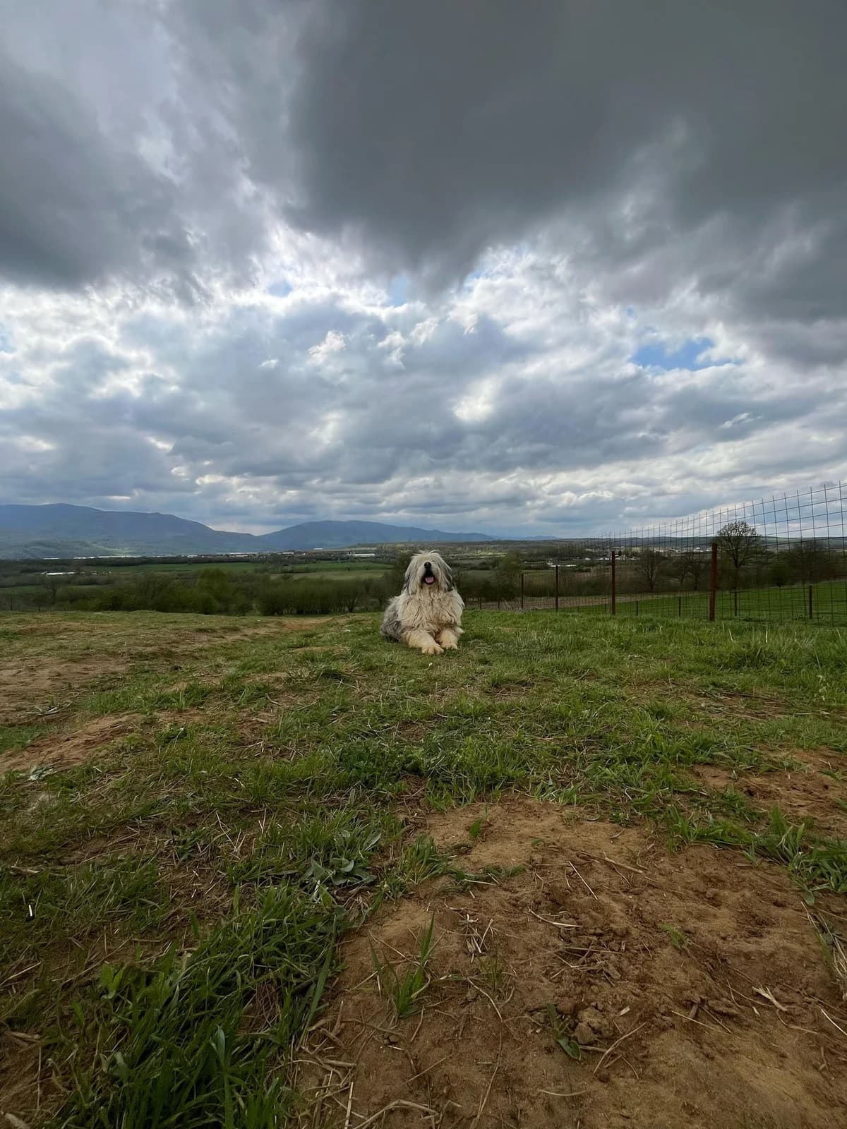 Pado, male 4yo Mixed Breed for adoption at Hope for Future e.V.