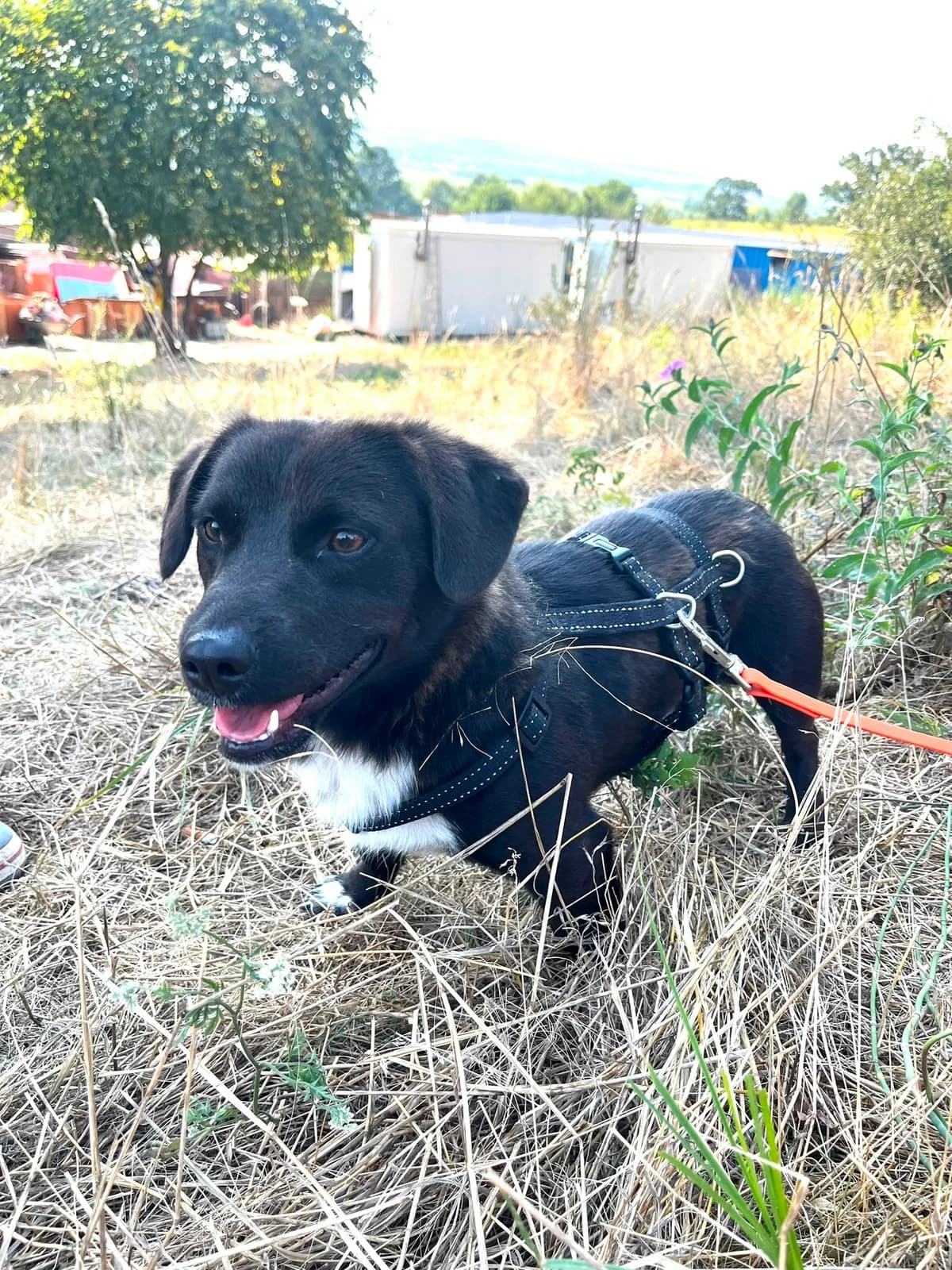 Pancho, male young Mixed Breed for adoption at Hope for Future e.V.