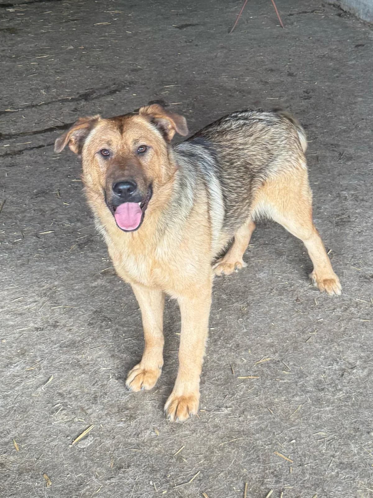 Panimo,  young Mixed Breed for adoption at Hope for Future e.V.