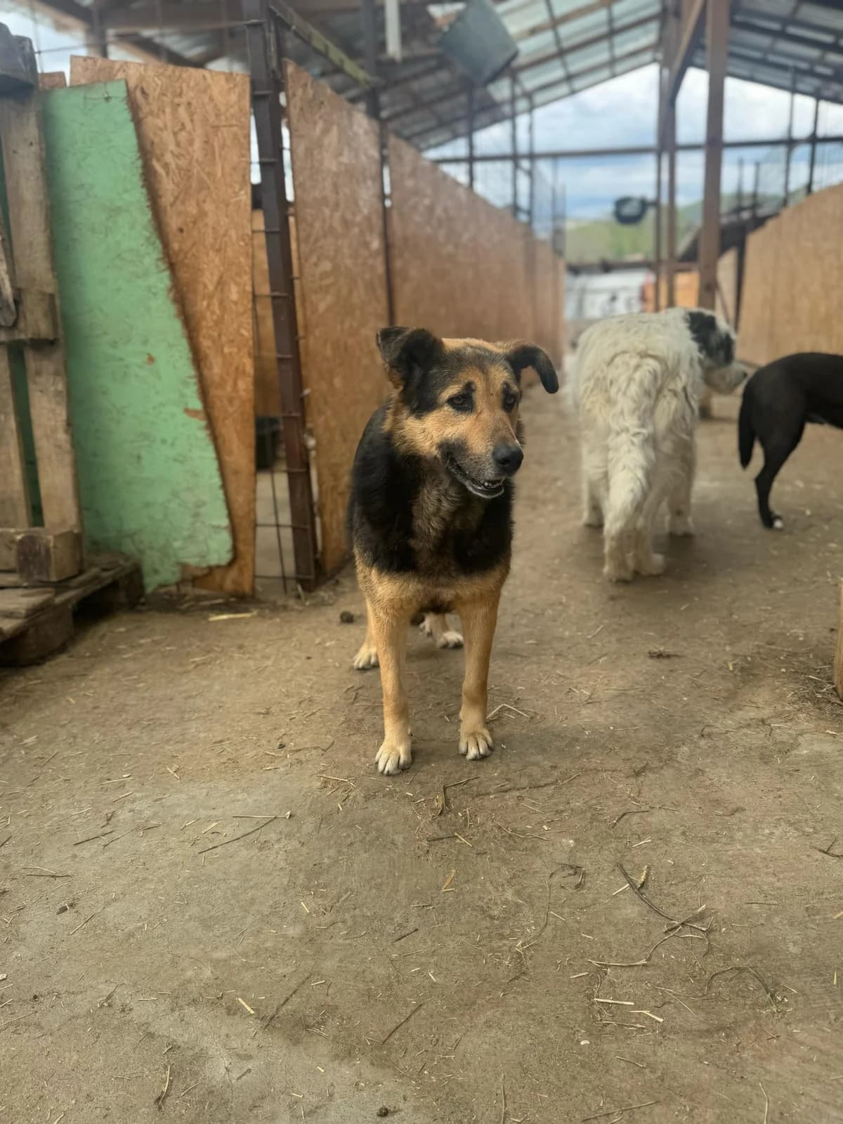 Penny, female senior Mixed Breed for adoption at Hope for Future e.V.