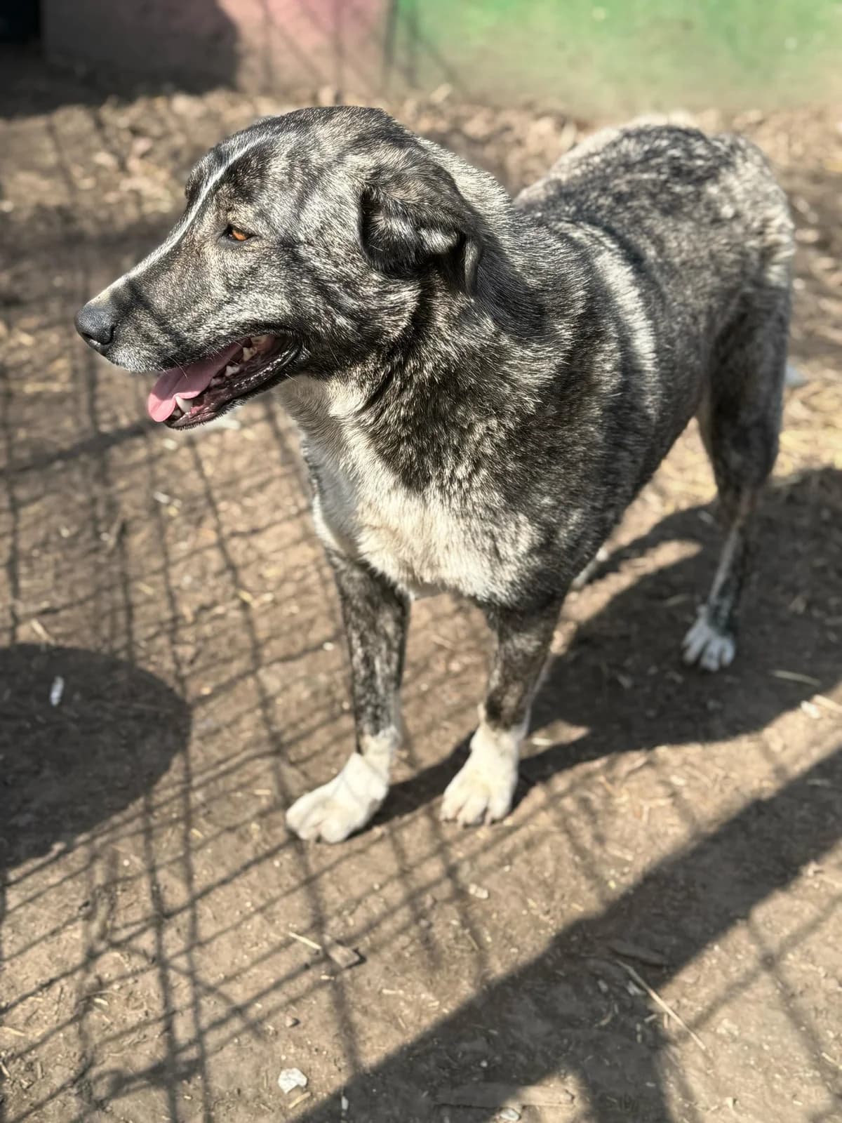Pepper,  3yo Mixed Breed for adoption at Hope for Future e.V.