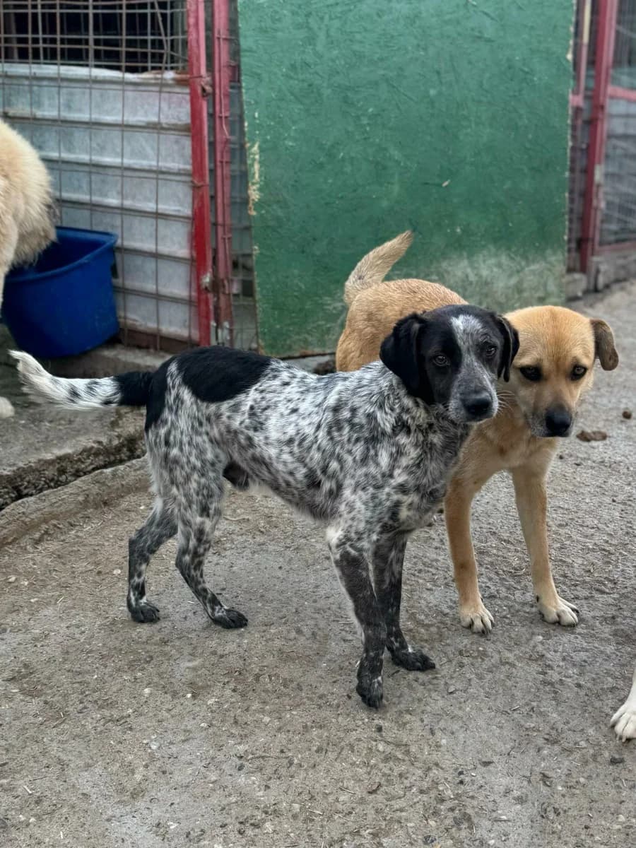Phillip,  5yo Mixed Breed for adoption at Hope for Future e.V.