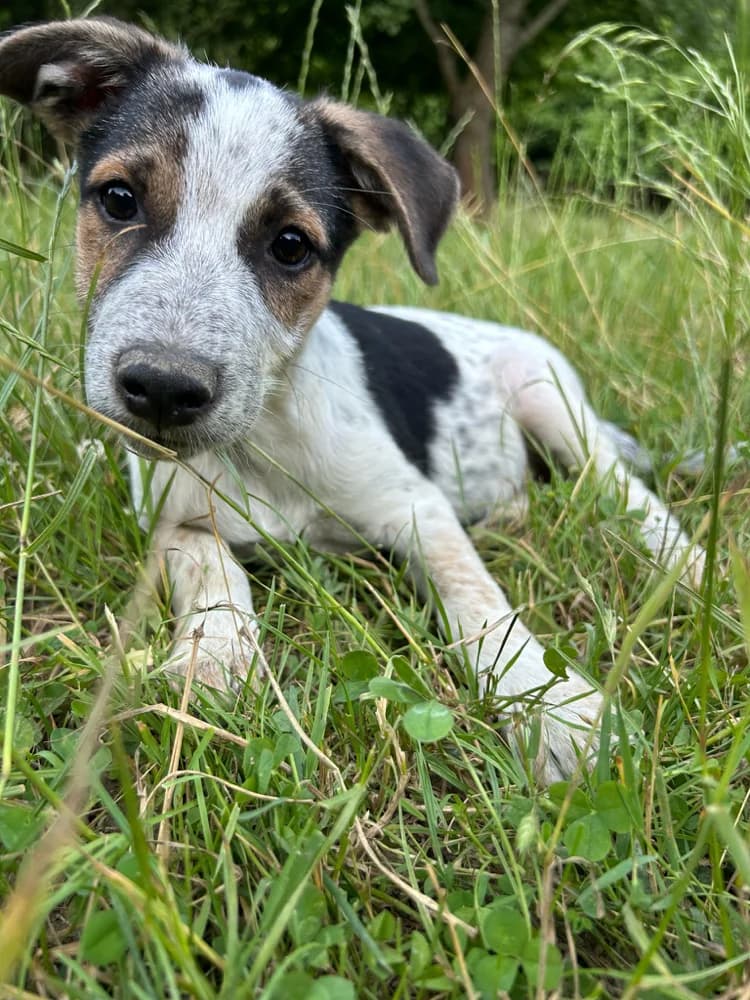 Pica, female puppy Mixed Breed for adoption at Hope for Future e.V.