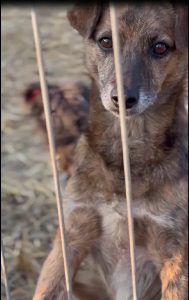 Pico, male senior Mixed Breed for adoption at Hope for Future e.V.
