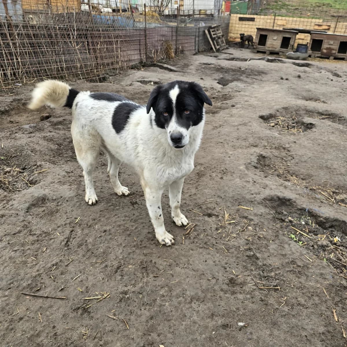 Popeye,  4yo Mixed Breed for adoption at Hope for Future e.V.