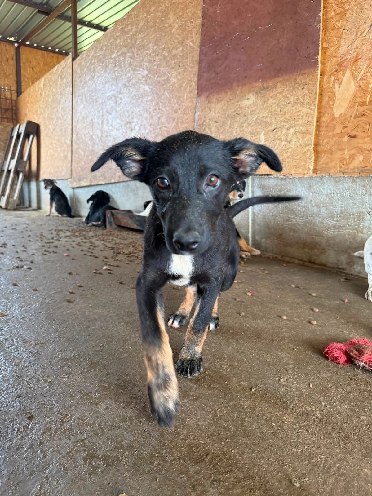 Quina, female puppy Mixed Breed for adoption at Hope for Future e.V.
