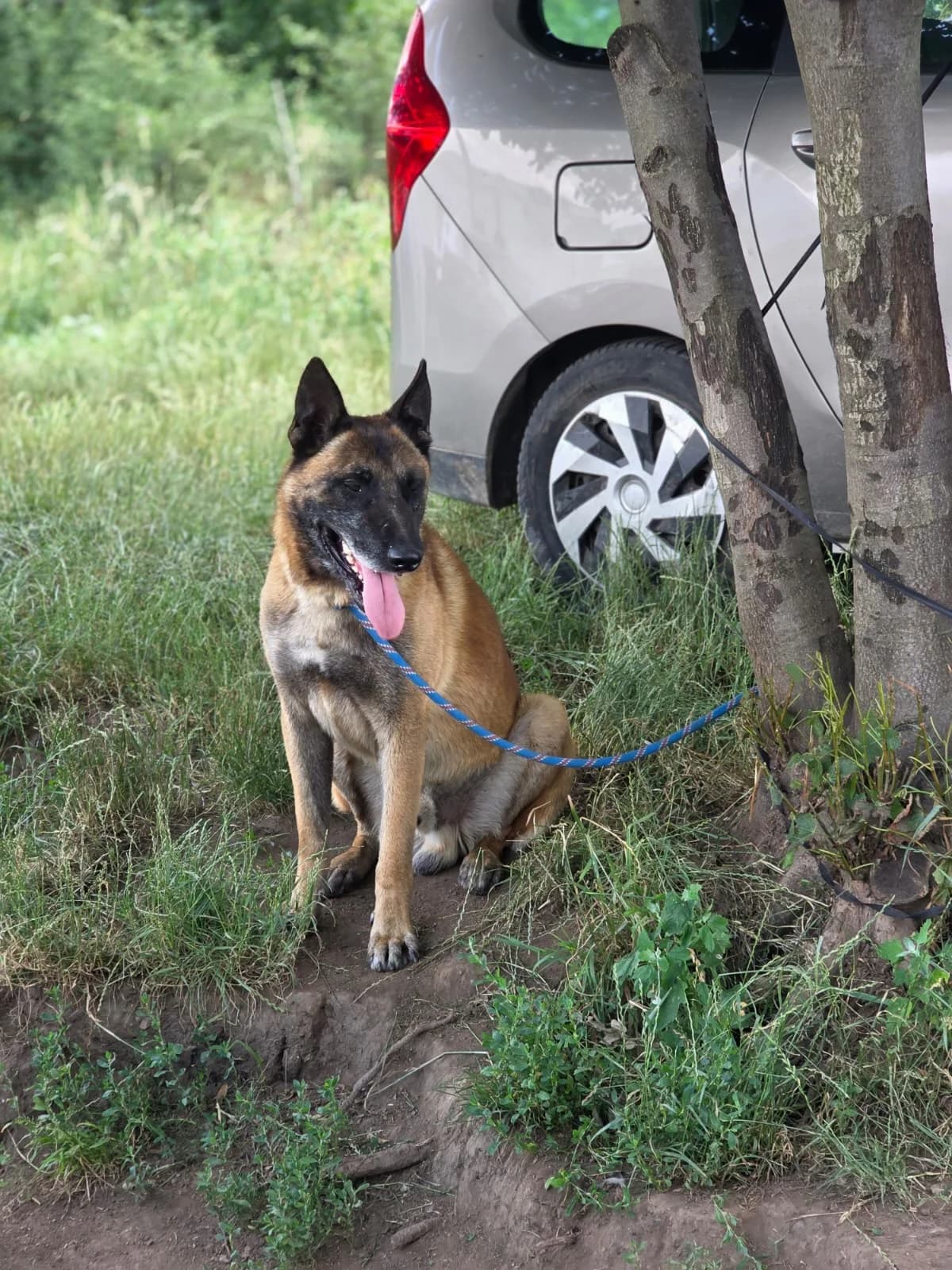 Rango, female 7yo Mixed Breed for adoption at Hope for Future e.V.