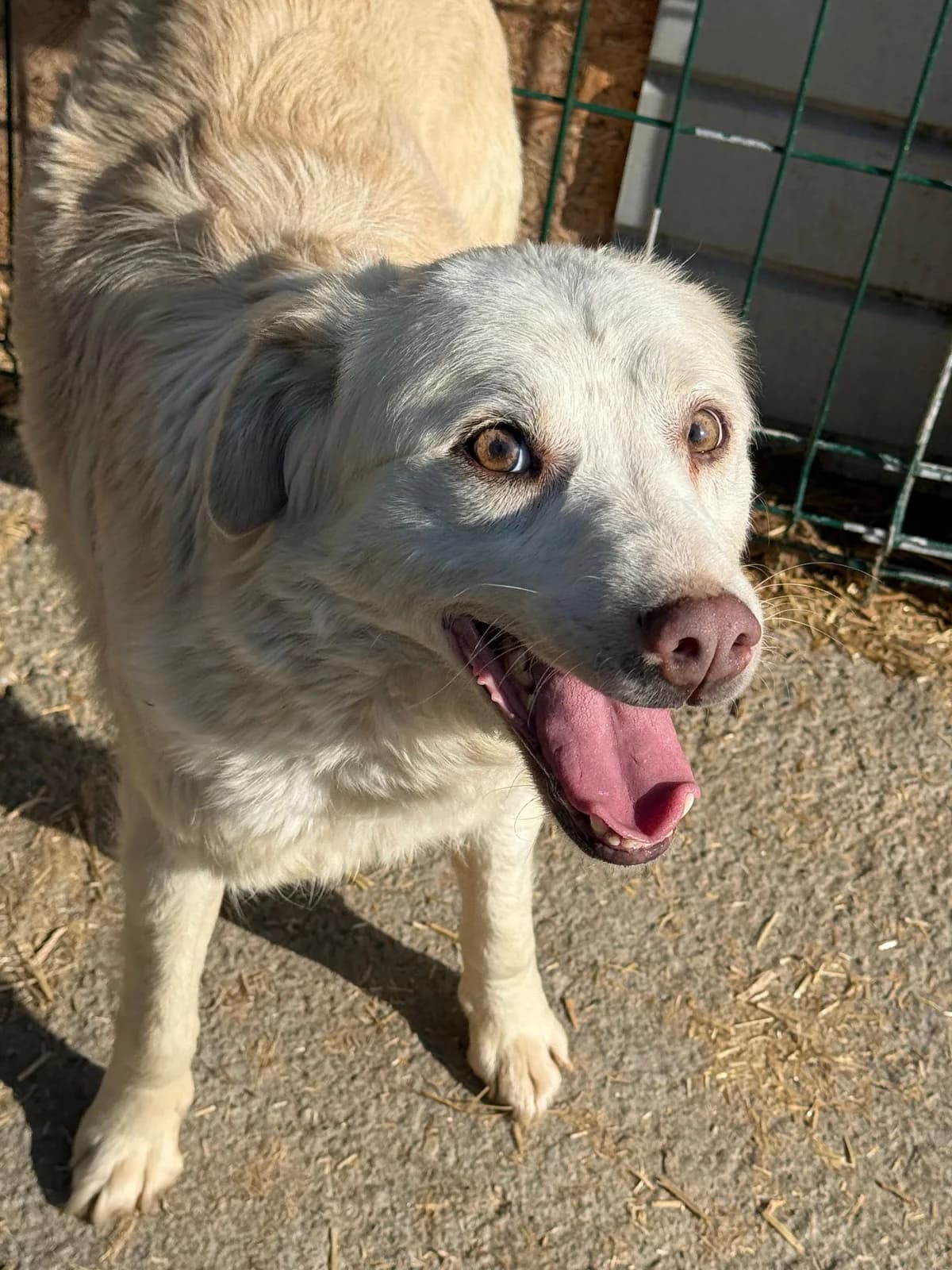 Raphael, male 5yo Mixed Breed for adoption at Hope for Future e.V.