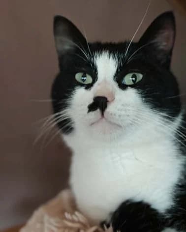 Ravi, male 5yo Mixed Breed for adoption at Hope for Future e.V.