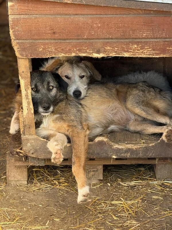 Remus, male 3yo Mixed Breed for adoption at Hope for Future e.V.