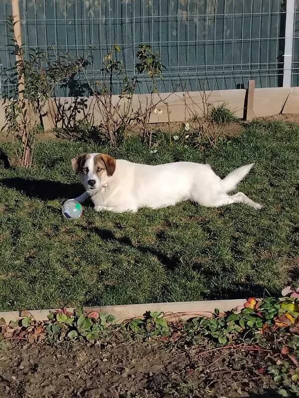 Rex, male young Mixed Breed for adoption at Hope for Future e.V.