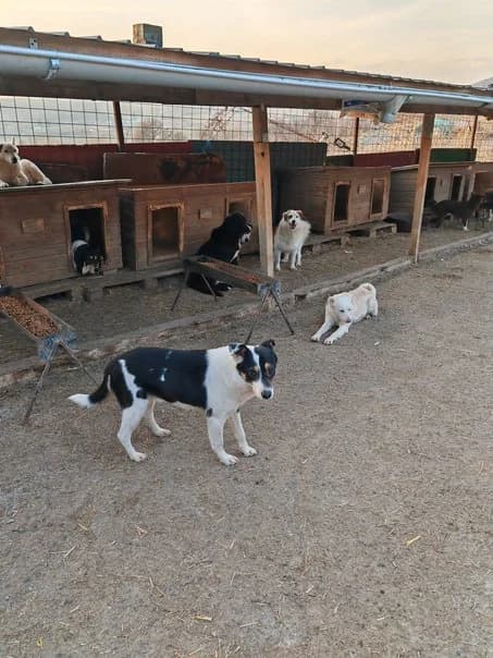 Ria, female 4yo Mixed Breed for adoption at Hope for Future e.V.
