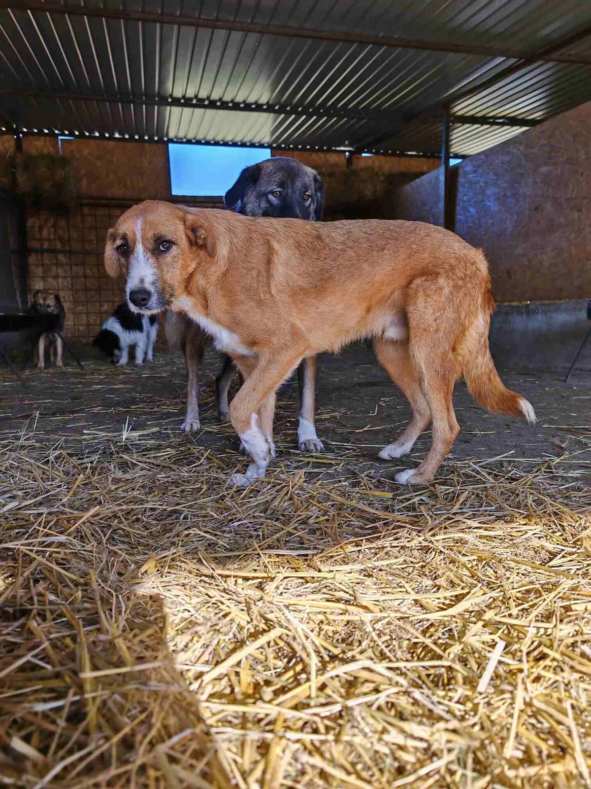 Ricki, male 3yo Mixed Breed for adoption at Hope for Future e.V.