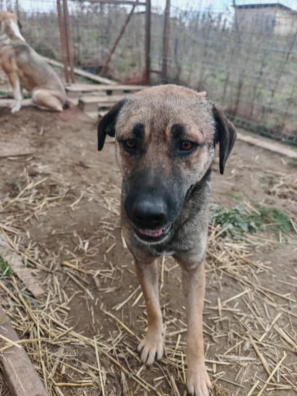 Rocco, male 5yo Mixed Breed for adoption at Hope for Future e.V.