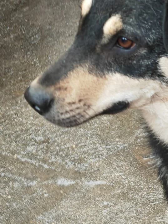 Rocky, male 5yo Mixed Breed for adoption at Hope for Future e.V.