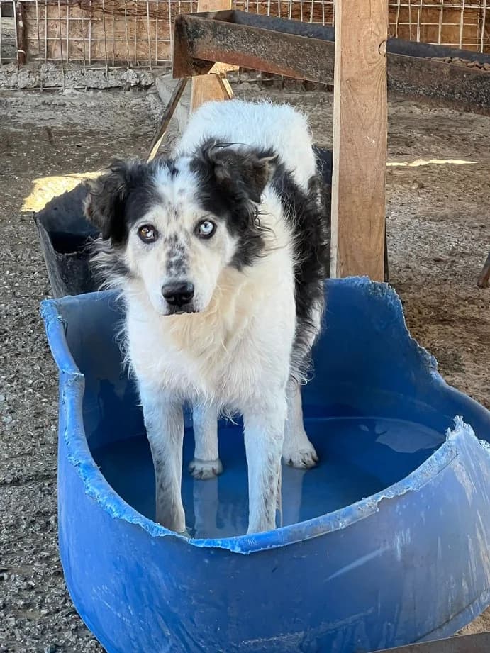 Ronald, male senior Mixed Breed for adoption at Hope for Future e.V.