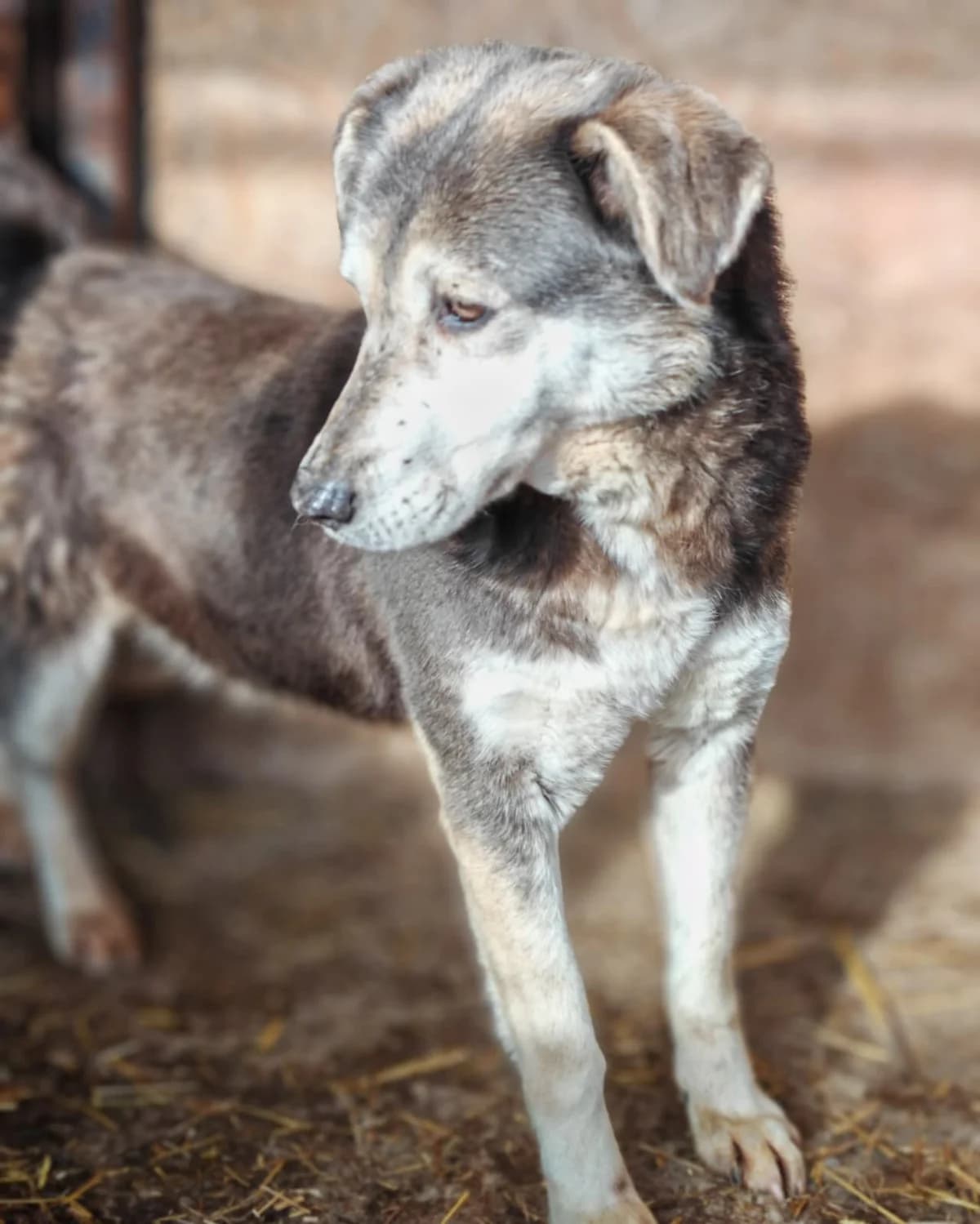 Rosa, female 7yo Mixed Breed for adoption at Hope for Future e.V.