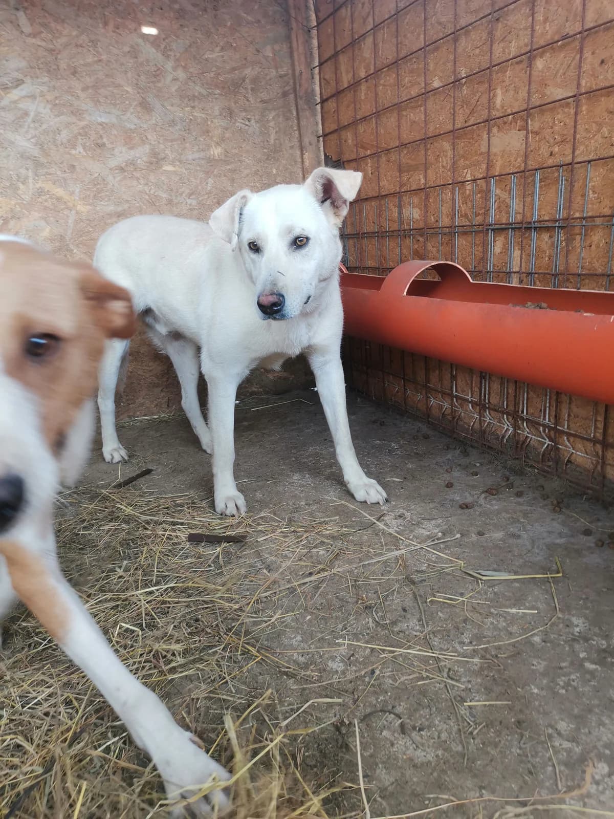Rudi, male senior Mixed Breed for adoption at Hope for Future e.V.