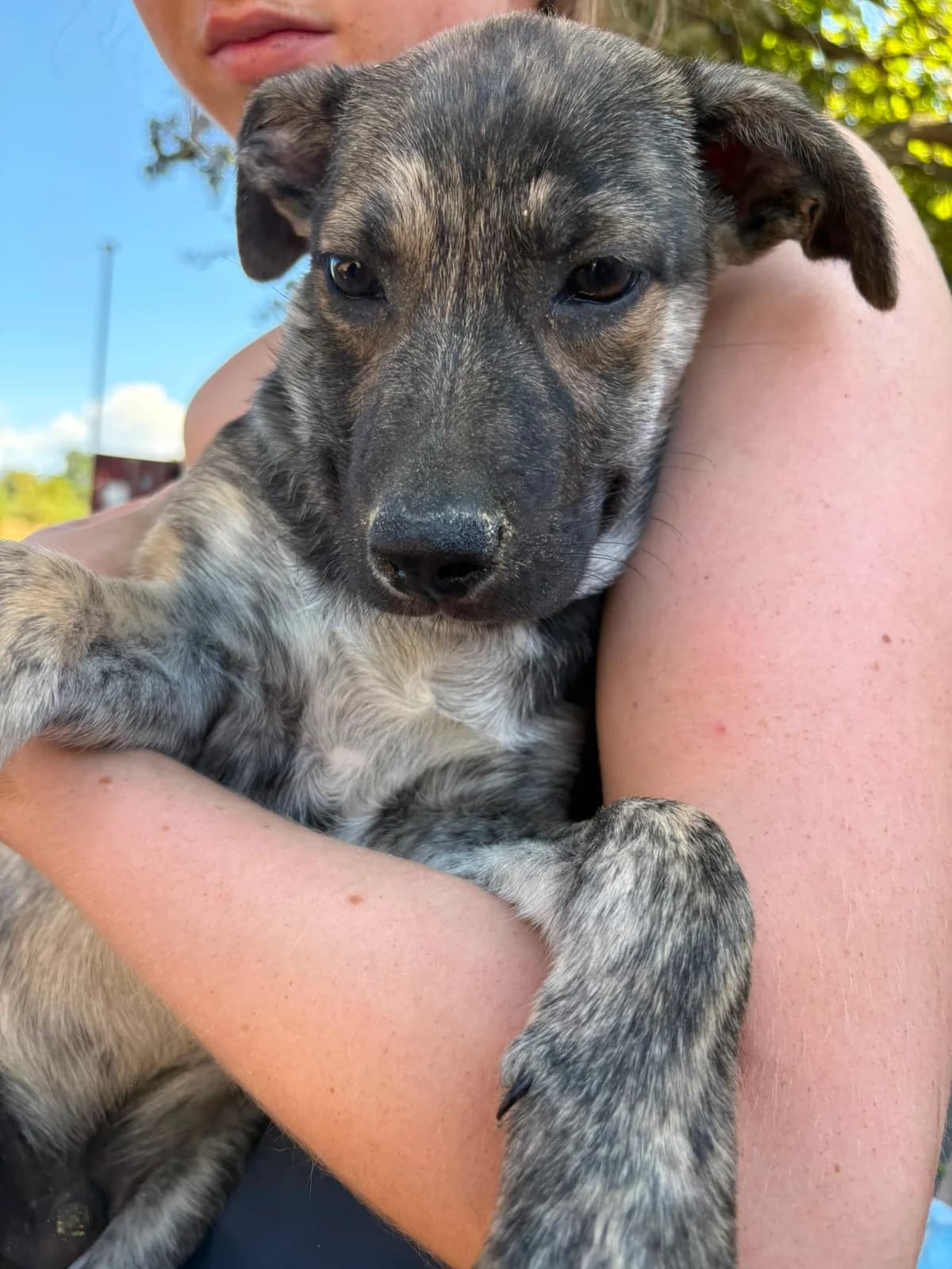 Sam,  puppy Mixed Breed for adoption at Hope for Future e.V.