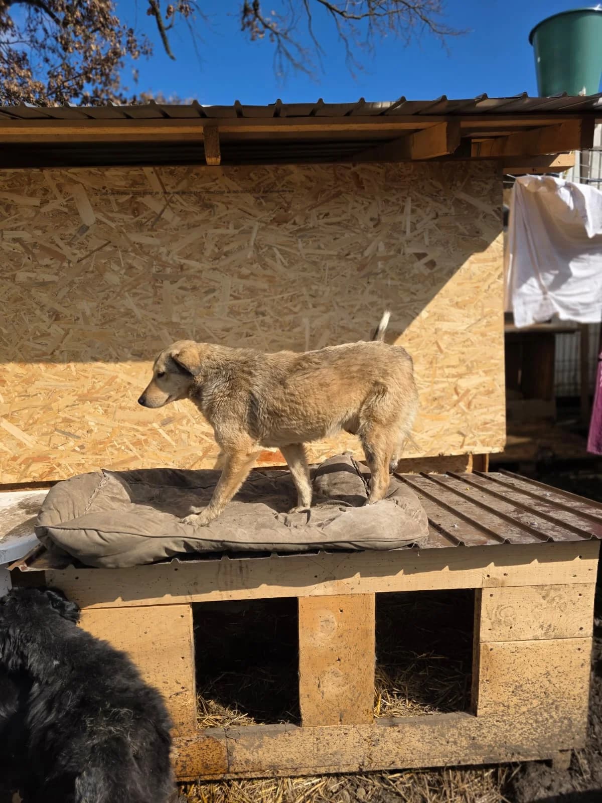 Samira, female 4yo Mixed Breed for adoption at Hope for Future e.V.
