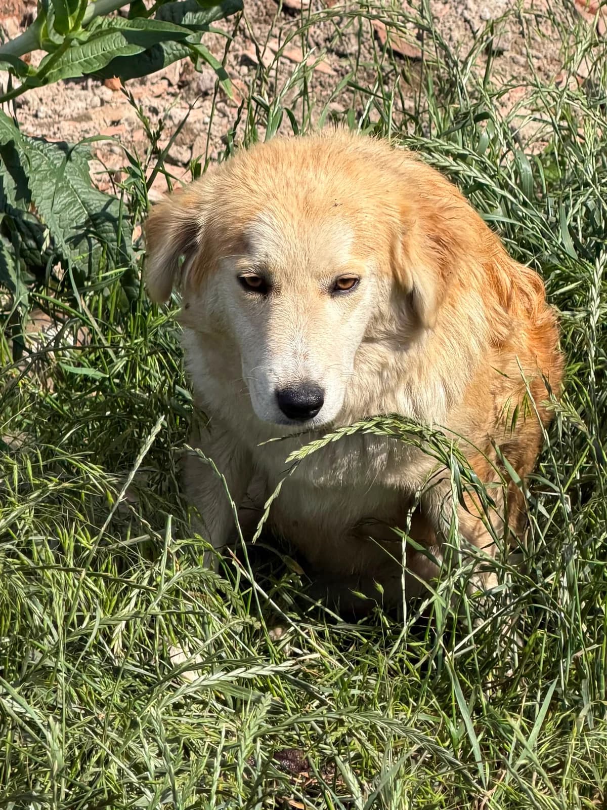 Santorini, female puppy Mixed Breed for adoption at Hope for Future e.V.