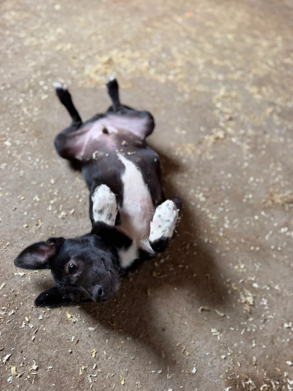 Scip, male puppy Mixed Breed for adoption at Hope for Future e.V.
