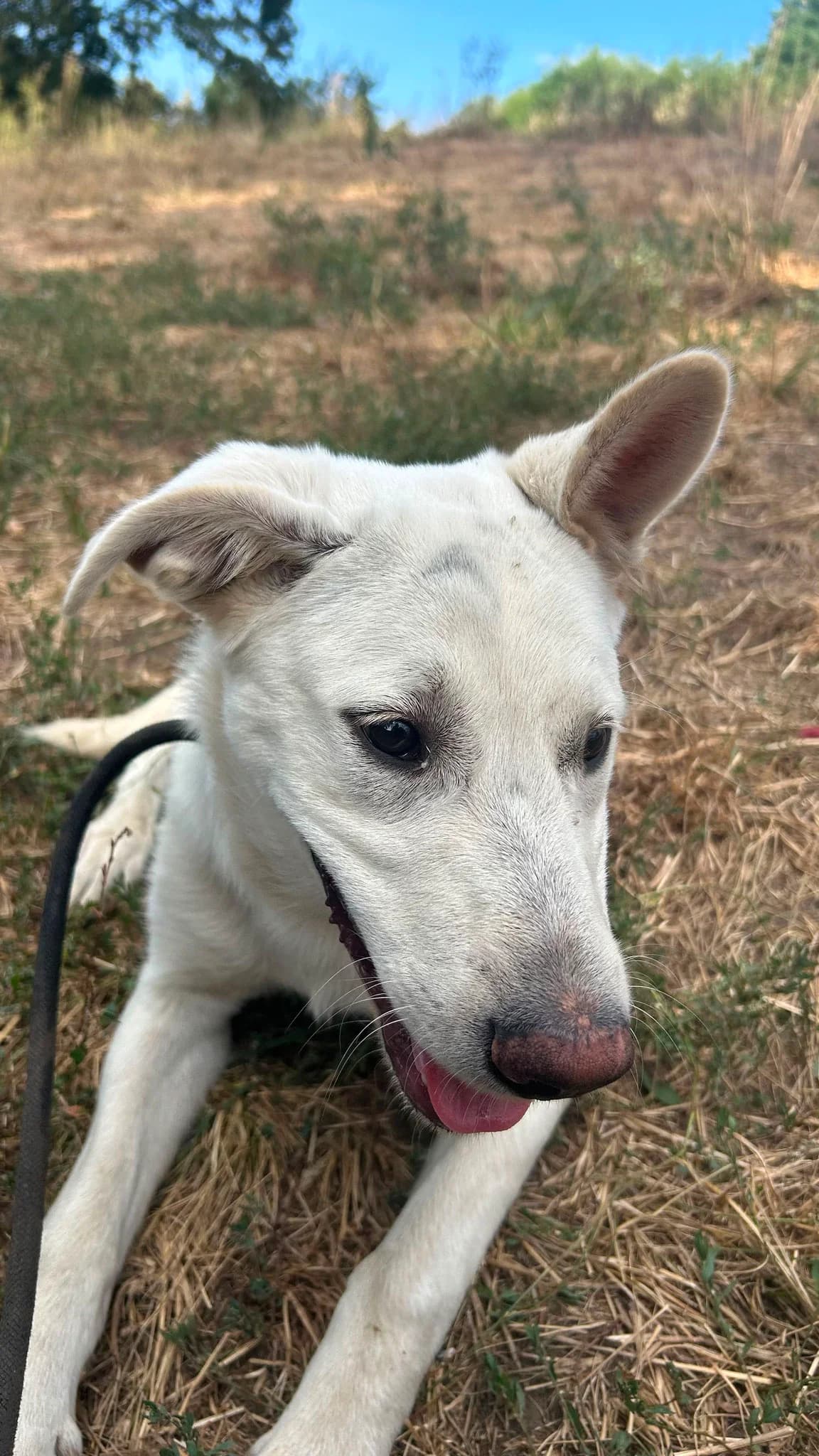 Sepp, male puppy Mixed Breed for adoption at Hope for Future e.V.