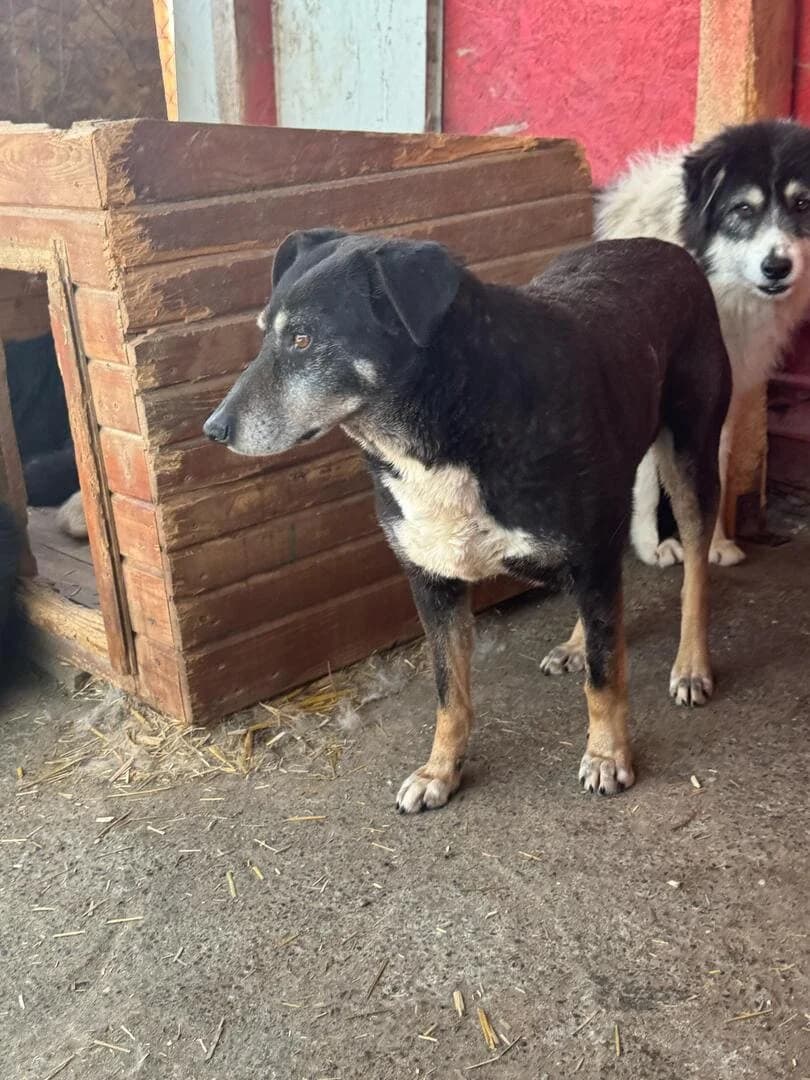 Shelly, female senior Mixed Breed for adoption at Hope for Future e.V.