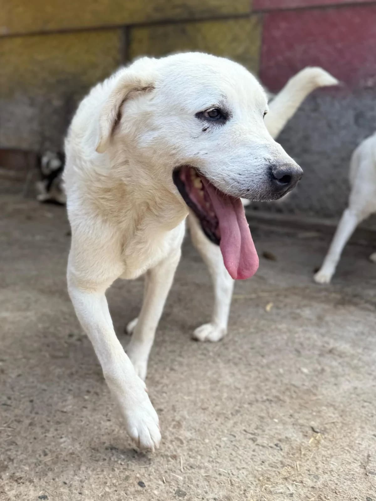 Silvia, female 7yo Mixed Breed for adoption at Hope for Future e.V.