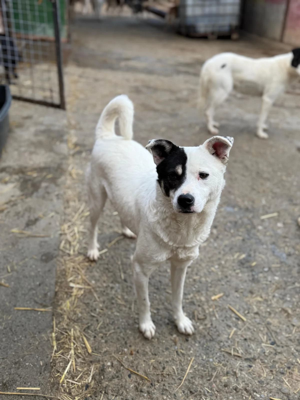 Simba,  5yo Mixed Breed for adoption at Hope for Future e.V.